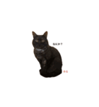 Macyako cats2（個別スタンプ：4）
