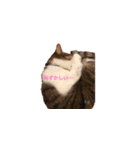 Macyako cats2（個別スタンプ：5）
