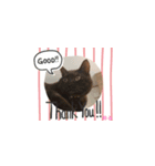 Macyako cats2（個別スタンプ：8）