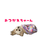 マルプーちゃんの日常スタンプ（個別スタンプ：2）