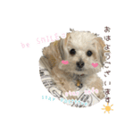 マルプーちゃんの日常スタンプ（個別スタンプ：6）
