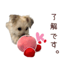 マルプーちゃんの日常スタンプ（個別スタンプ：8）
