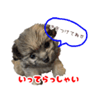 マルプーちゃんの日常スタンプ（個別スタンプ：10）
