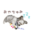 マルプーちゃんの日常スタンプ（個別スタンプ：13）