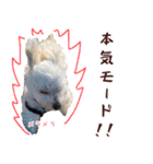 マルプーちゃんの日常スタンプ（個別スタンプ：21）