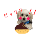 マルプーちゃんの日常スタンプ（個別スタンプ：25）