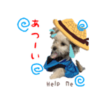 マルプーちゃんの日常スタンプ（個別スタンプ：29）