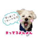 マルプーちゃんの日常スタンプ（個別スタンプ：31）