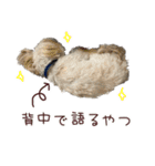 マルプーちゃんの日常スタンプ（個別スタンプ：39）