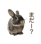 うさぎのはばタンの気まぐれスタンプ（個別スタンプ：1）