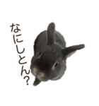 うさぎのはばタンの気まぐれスタンプ（個別スタンプ：2）