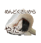 うさぎのはばタンの気まぐれスタンプ（個別スタンプ：4）