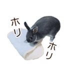 うさぎのはばタンの気まぐれスタンプ（個別スタンプ：6）