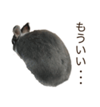 うさぎのはばタンの気まぐれスタンプ（個別スタンプ：7）