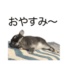 うさぎのはばタンの気まぐれスタンプ（個別スタンプ：10）