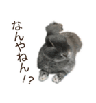 うさぎのはばタンの気まぐれスタンプ（個別スタンプ：11）