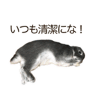 うさぎのはばタンの気まぐれスタンプ（個別スタンプ：12）