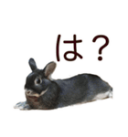 うさぎのはばタンの気まぐれスタンプ（個別スタンプ：15）