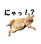 ゆかいなにゃんこ3★家族でつかえることば（個別スタンプ：2）