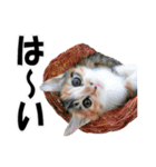 ゆかいなにゃんこ3★家族でつかえることば（個別スタンプ：3）