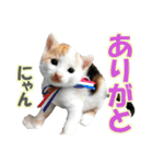 ゆかいなにゃんこ3★家族でつかえることば（個別スタンプ：5）