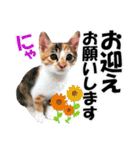 ゆかいなにゃんこ3★家族でつかえることば（個別スタンプ：9）