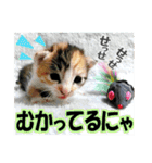 ゆかいなにゃんこ3★家族でつかえることば（個別スタンプ：12）