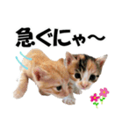 ゆかいなにゃんこ3★家族でつかえることば（個別スタンプ：15）