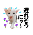 ゆかいなにゃんこ3★家族でつかえることば（個別スタンプ：16）