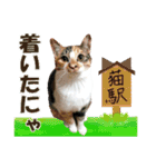 ゆかいなにゃんこ3★家族でつかえることば（個別スタンプ：19）