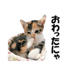 ゆかいなにゃんこ3★家族でつかえることば（個別スタンプ：21）