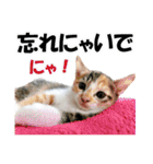 ゆかいなにゃんこ3★家族でつかえることば（個別スタンプ：22）