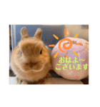 うさぎのRockyの日常（個別スタンプ：1）