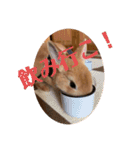 うさぎのRockyの日常（個別スタンプ：2）