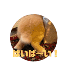 うさぎのRockyの日常（個別スタンプ：4）