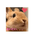 うさぎのRockyの日常（個別スタンプ：5）