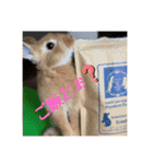 うさぎのRockyの日常（個別スタンプ：6）
