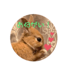 うさぎのRockyの日常（個別スタンプ：8）