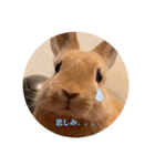 うさぎのRockyの日常（個別スタンプ：9）
