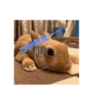 うさぎのRockyの日常（個別スタンプ：10）