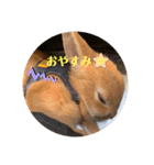 うさぎのRockyの日常（個別スタンプ：11）