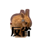 うさぎのRockyの日常（個別スタンプ：12）