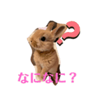 うさぎのRockyの日常（個別スタンプ：13）
