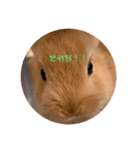 うさぎのRockyの日常（個別スタンプ：15）