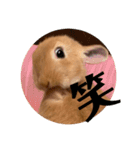 うさぎのRockyの日常（個別スタンプ：16）