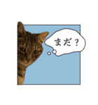 ぐうたらねこ、びびちゃんの1日。（個別スタンプ：1）