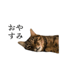 ぐうたらねこ、びびちゃんの1日。（個別スタンプ：4）