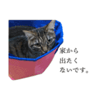 ぐうたらねこ、びびちゃんの1日。（個別スタンプ：6）
