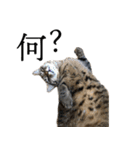 ぐうたらねこ、びびちゃんの1日。（個別スタンプ：8）