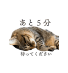 ぐうたらねこ、びびちゃんの1日。（個別スタンプ：11）